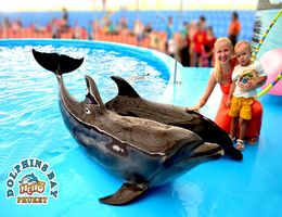 delfin show Phuketen